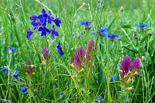 Blaue und violette Blüten an einem Ackerrand