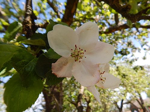 Apfelblüte