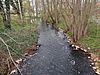 Ein Bach, der durch ein waldähnliches Gelände fließt. 