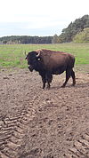 Auf der Wildtierfarm in Krügersdorf werden einige Großsäuger wie Rotwild, Muffelwild und Bison gehalten