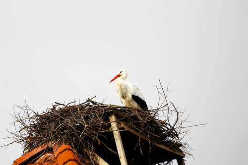 Ein Storch sitzt im Nest