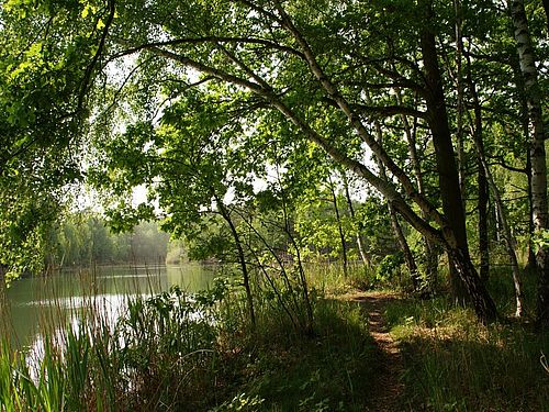 Blick durch Bäume auf einen See