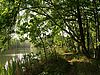 Blick durch Bäume auf einen See