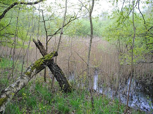 Blick auf einen Teich, welcher komplett mit Schilf bewachsen ist. Im Vordergrund sieht man eine umgebrochene Birke.