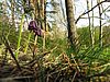 Kuhschelle vom Boden aus in den offenen Kiefernwald blickend