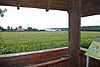 Maisfeld mit Haus und einem See im Hintergrund.