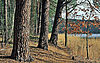 Kiefern am Briesensee