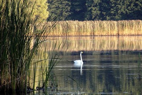 Auf einer ruhigen Wasserfläche, die von gelbem Schilf und dem dunklen Laub von Erlen begrenzt wird, treibt ein einzelner Singschwan. (Der Schwan hat einen gelb/schwarzen Schnabel.)