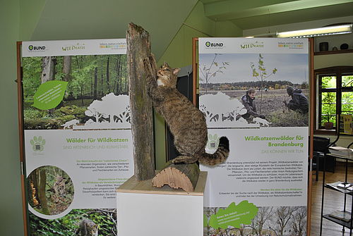 Wildkatzen-Sonderausstellung im Naturparkzentrum Hoher Fläming; Foto: Anke Braune