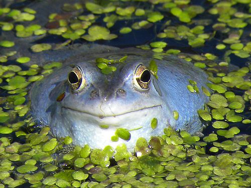 von grünen Wasserlinsen eingerahmter blau-metallisch erscheinender Moorfrosch