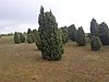 Wacholderbüsche stehen locker verteilt auf einer spärlich bewachsenen Fläche, die bis zu einem Wäldchen führt. Daran grenzt ein Acker. Am Horizont strecken sich mehrere Windkraftanlagen bis zum Himmel.
