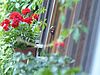 Fenstergeranien Altes Forsthaus Waldsieversdorf