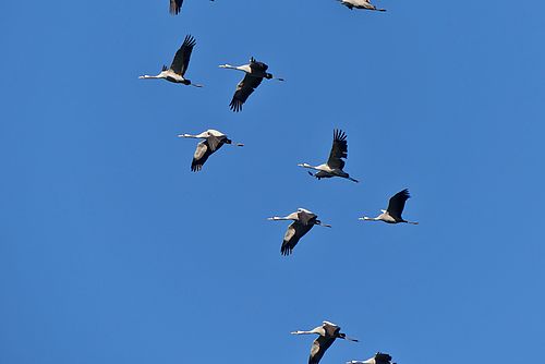 Foto: Kallenbach, Lizenz: Kallenbach