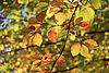 Buntes Herbstlaub, Foto: Bansen-Wittig