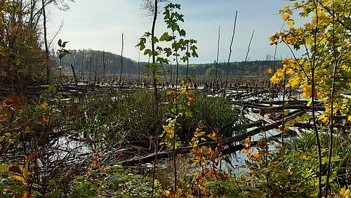 Foto: F. Ulm, Lizenz: Stiftung NaturSchutzFonds