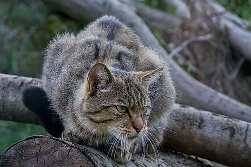 Wildkatze, Foto: i.A. Dr. Tilo Geisel/Stiftung Naturlandschaften Brandenburg, Lizenz: i.A. Dr. Tilo Geisel/Stiftung Naturlandschaften Brandenburg