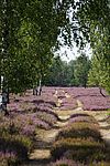 Blühende Heide, Foto: Lydia Brusendorf