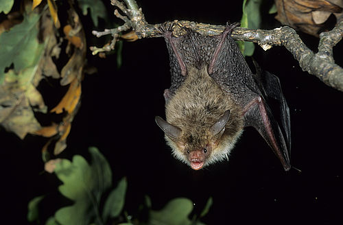 Foto: Dietmar Nill, Lizenz: NaturschutzFonds Brandenburg