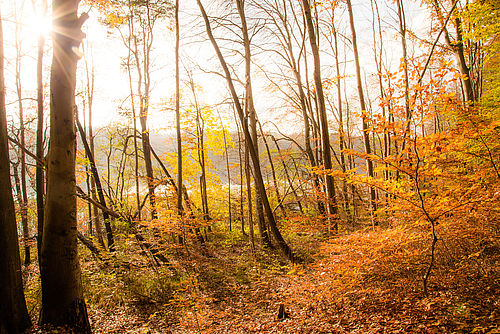 Foto: M. Zauft, Lizenz: Stiftung NaturSchutzFonds Brandenburg