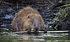 Foto: Conny W./VDN