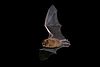 Fledermaus, Foto: Thomas Becker
